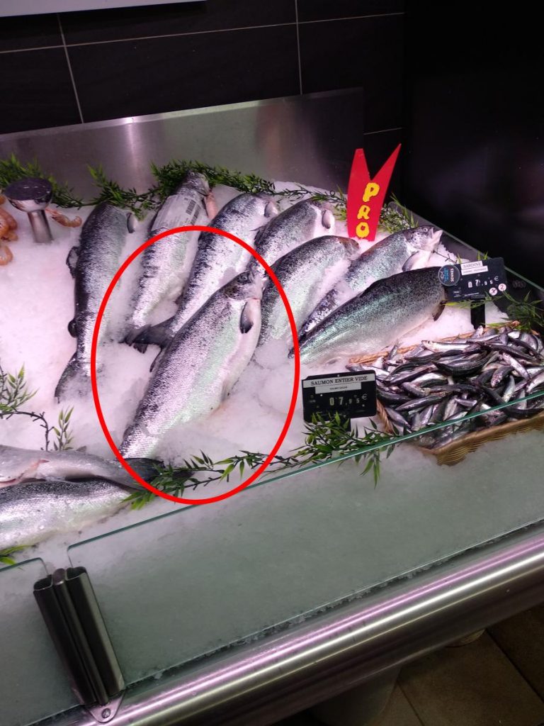 Faire Du Saumon Fumé Saumon Fumé 17 Comment faire du saumon fumé maison ? - Faire Tout Soi-Même